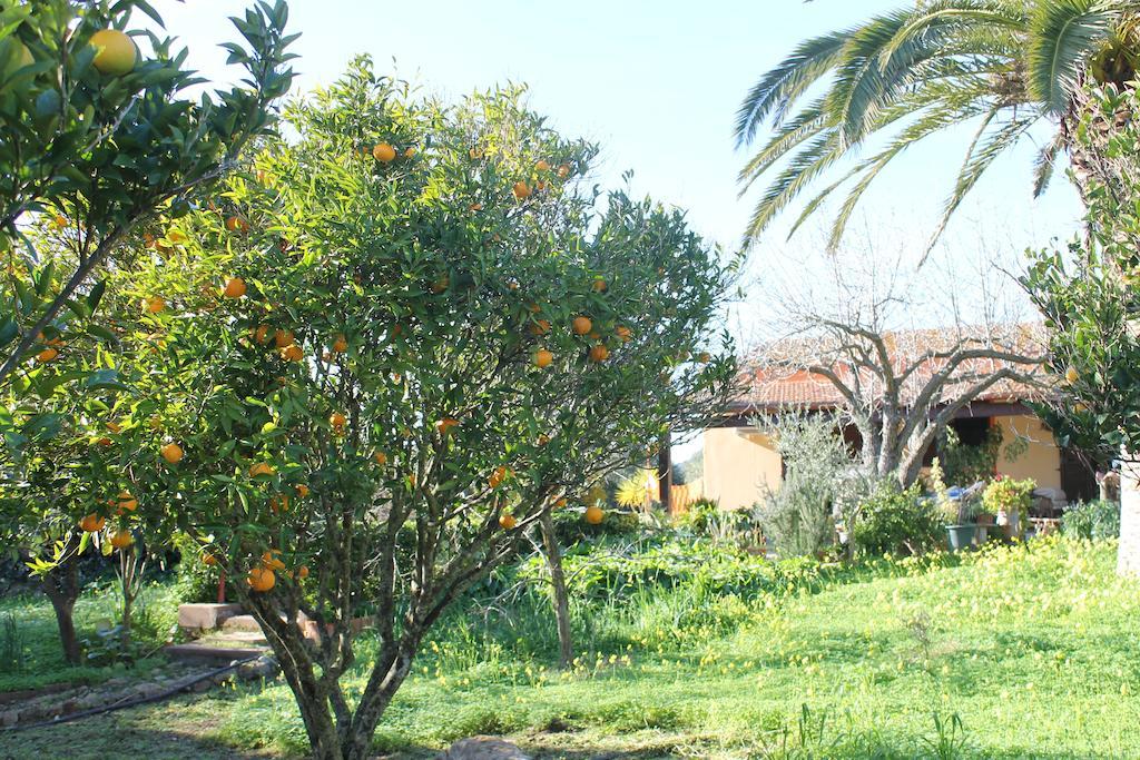 Bed And Breakfast Il Giardino Delle Palme Campanedda Esterno foto